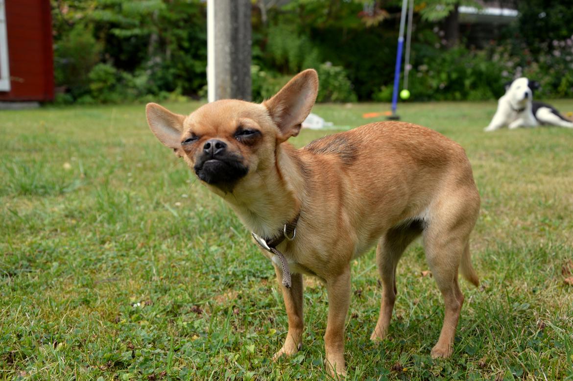 Chihuahua Gabbi billede 3