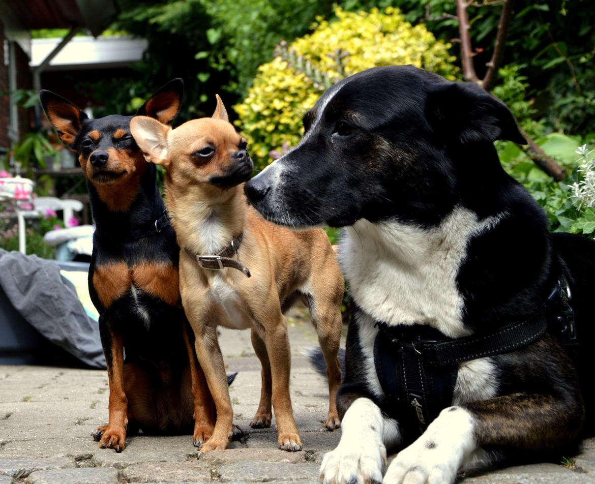 Chihuahua Gabbi billede 4