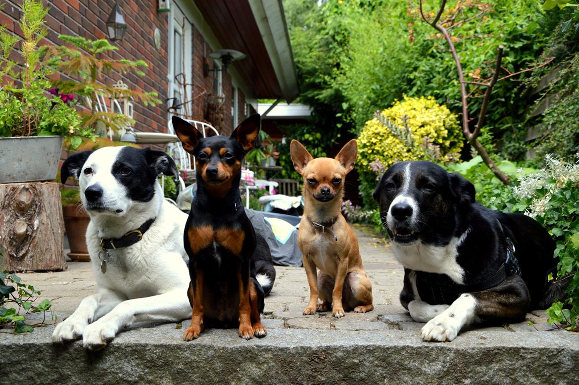 Chihuahua Gabbi billede 5