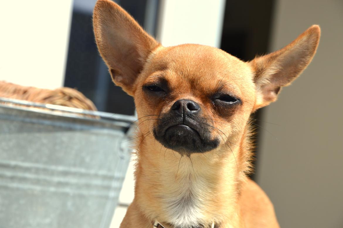 Chihuahua Gabbi billede 8