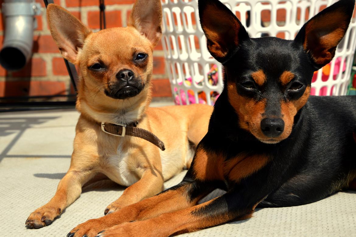 Chihuahua Gabbi billede 9