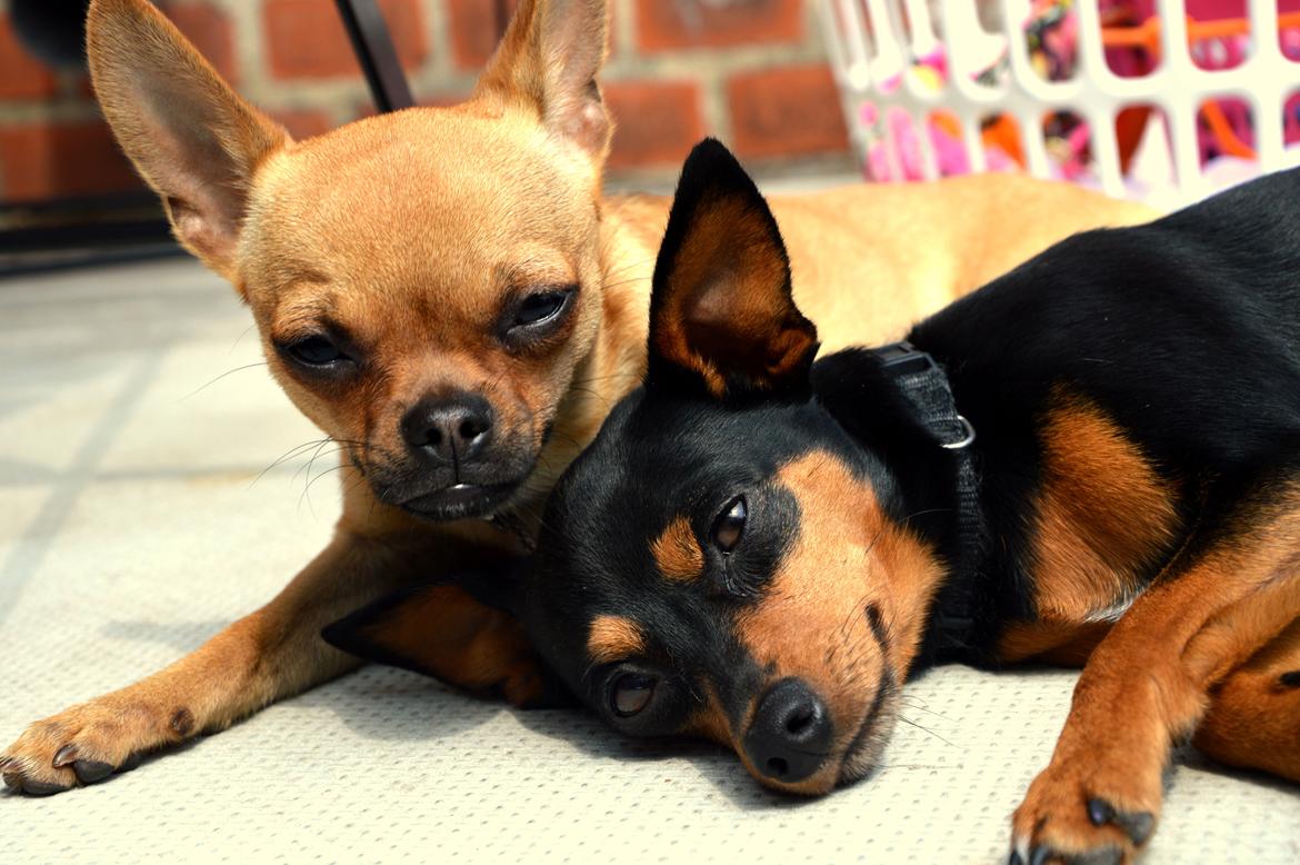 Chihuahua Gabbi billede 10