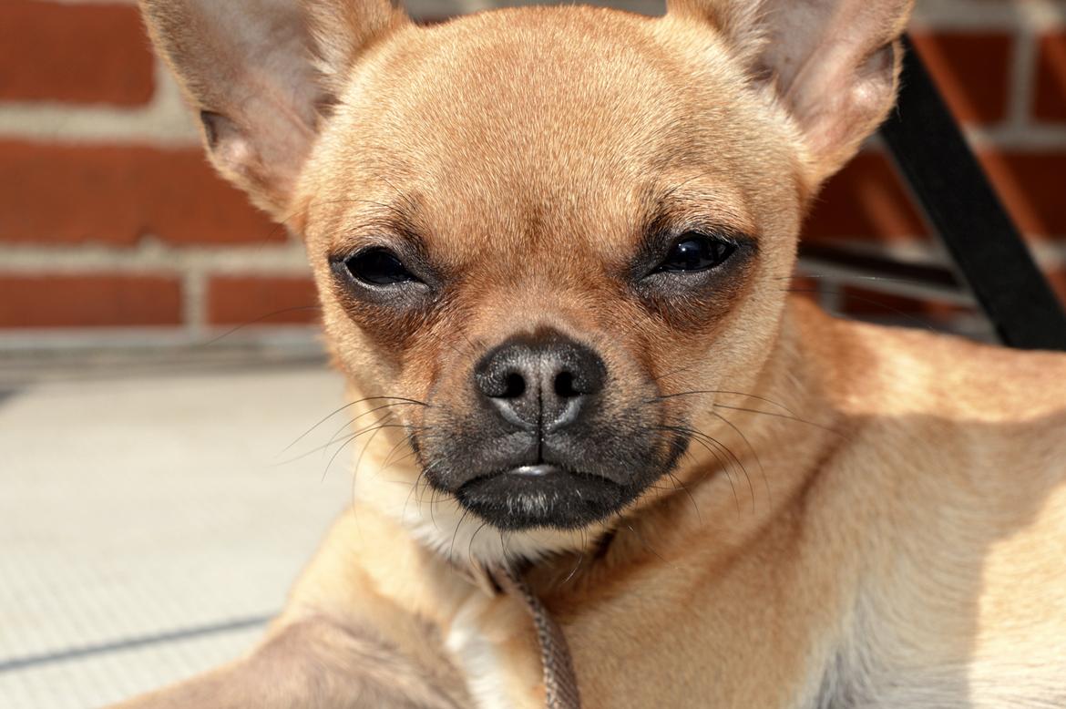 Chihuahua Gabbi billede 11