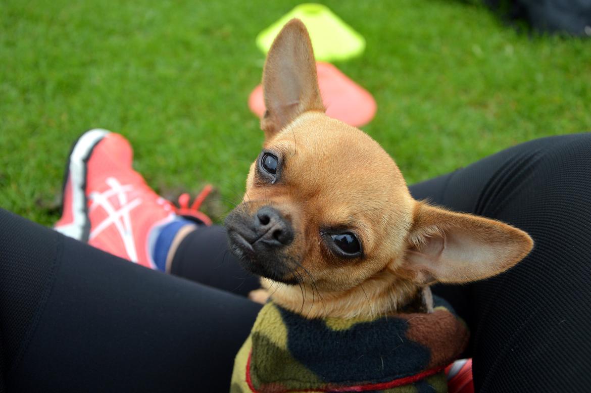 Chihuahua Gabbi billede 12