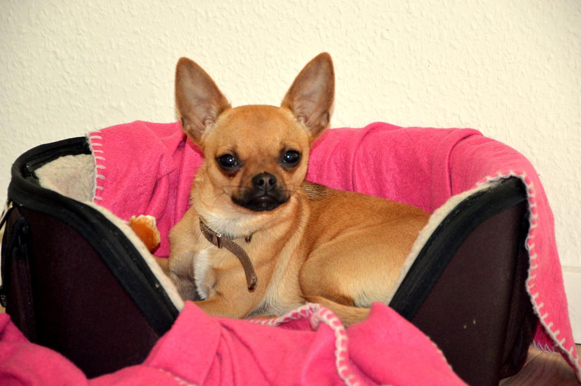 Chihuahua Gabbi billede 13