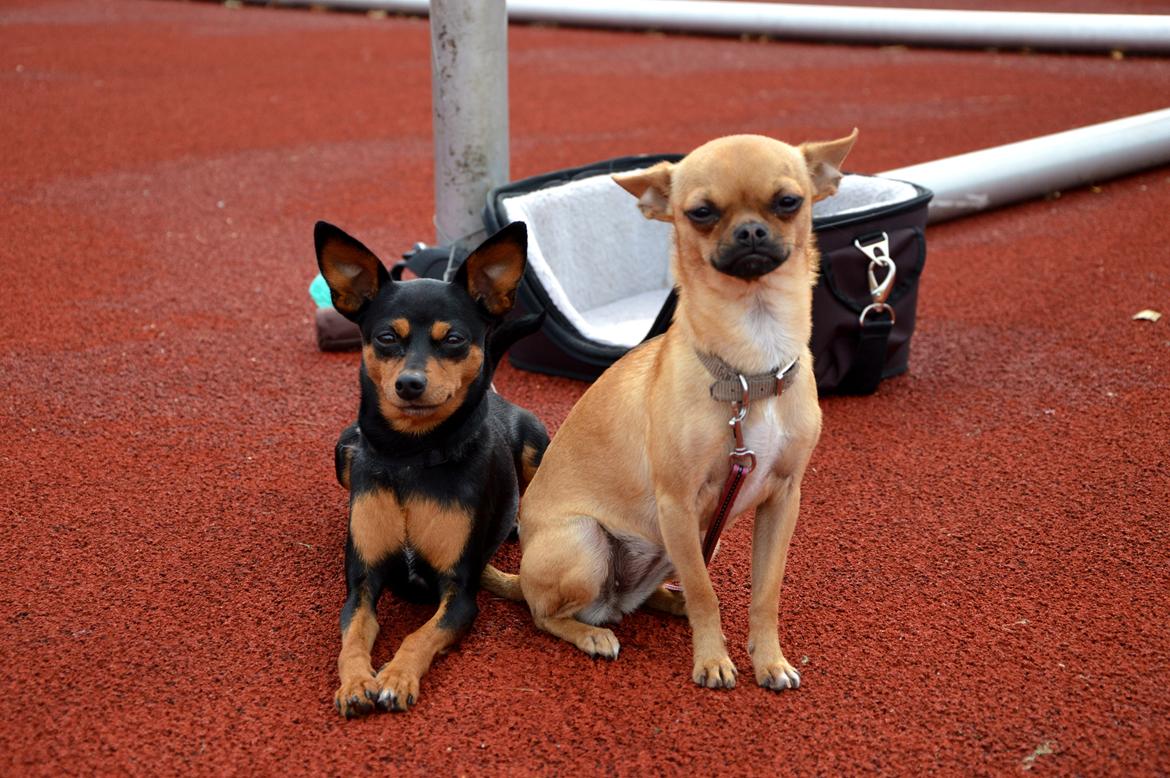 Chihuahua Gabbi billede 14