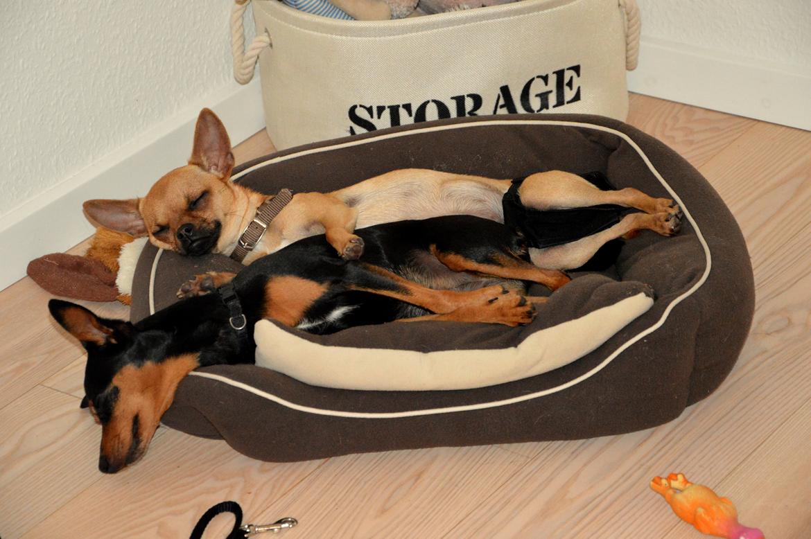 Dvaergpinscher Asta billede 12