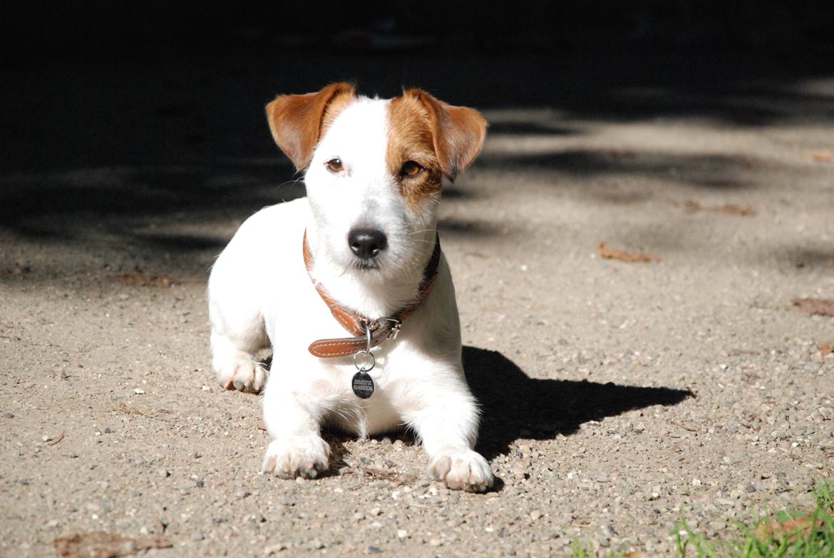 Jack russell terrier Kajsenborg's Jack Sparrow billede 3