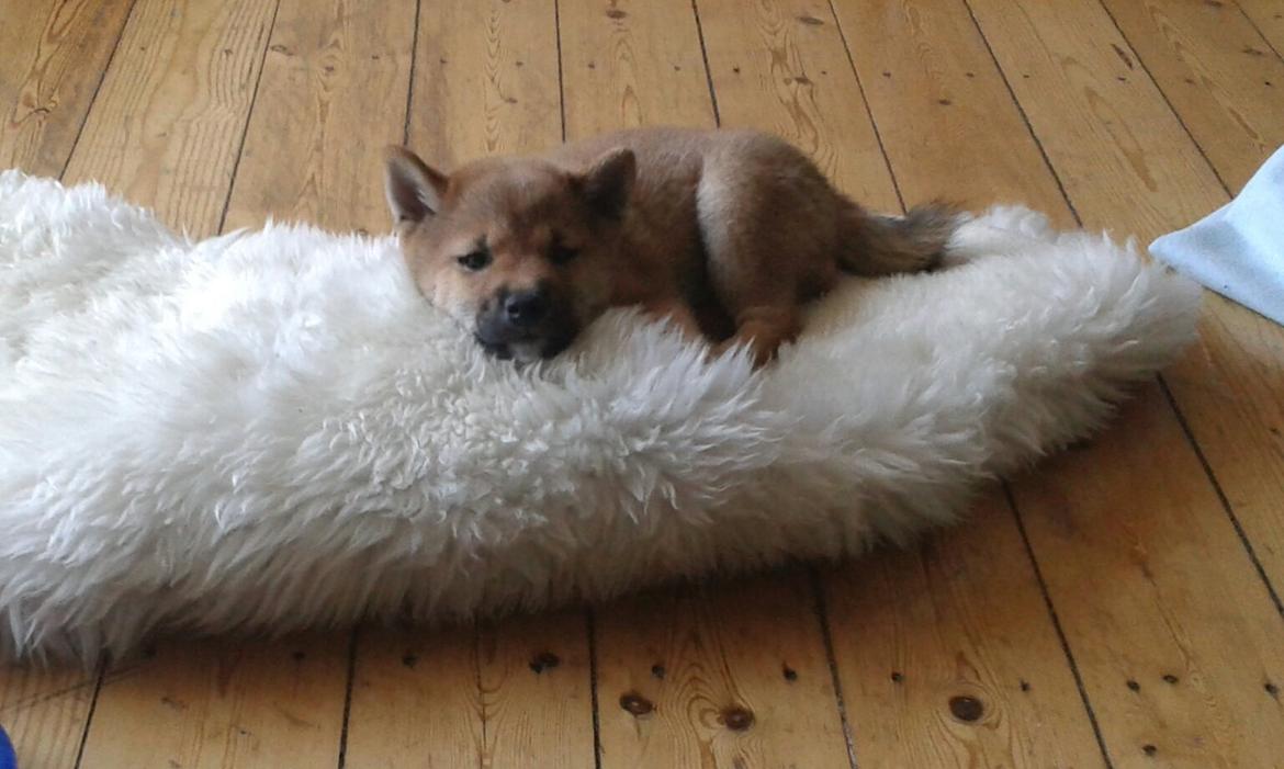 Shiba Tarou billede 6