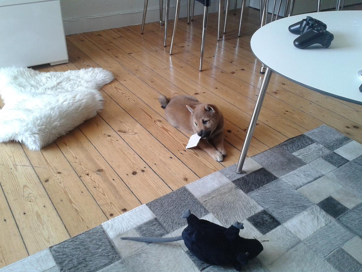 Shiba Tarou billede 7
