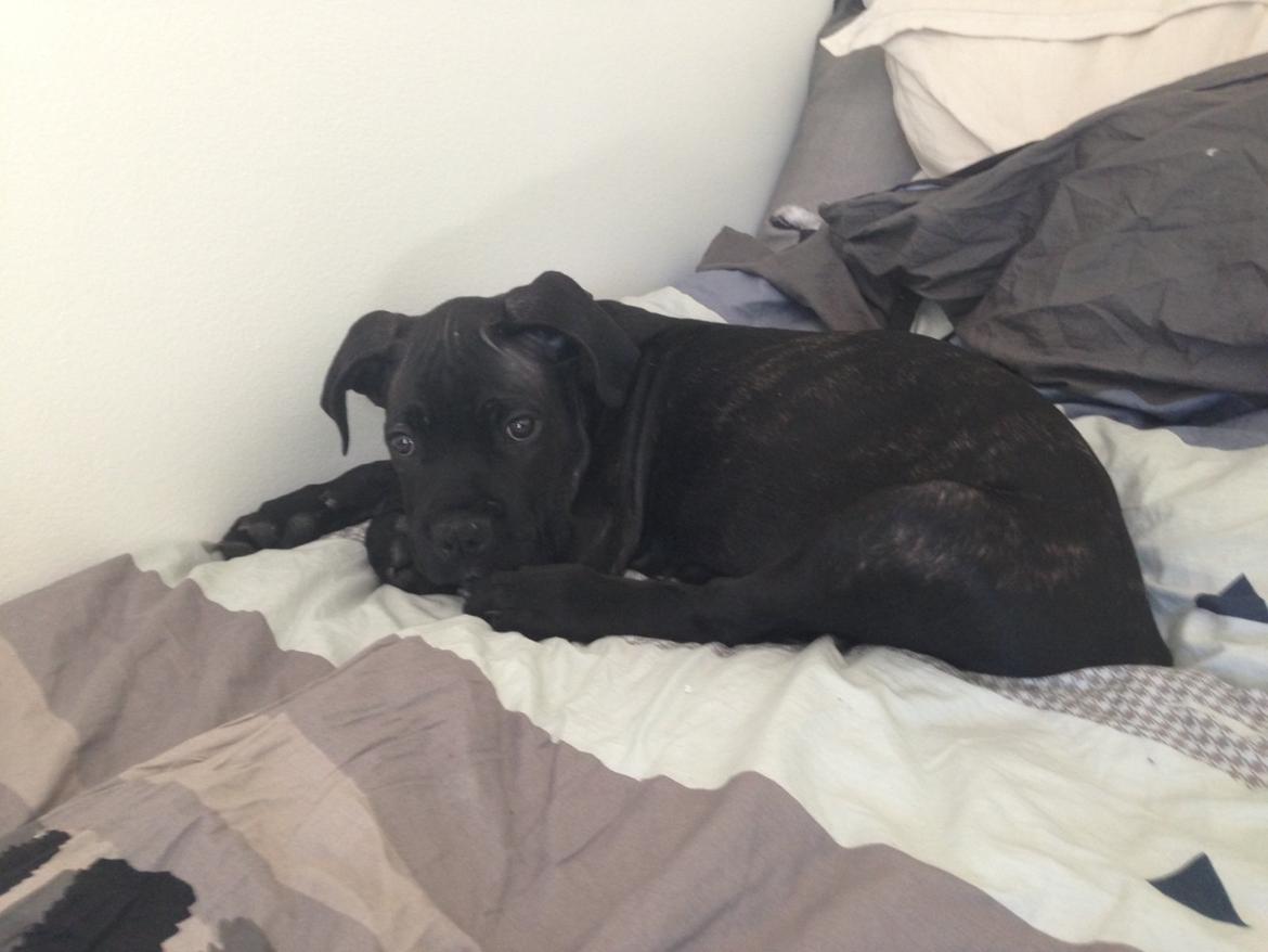 Cane corso Harley billede 8