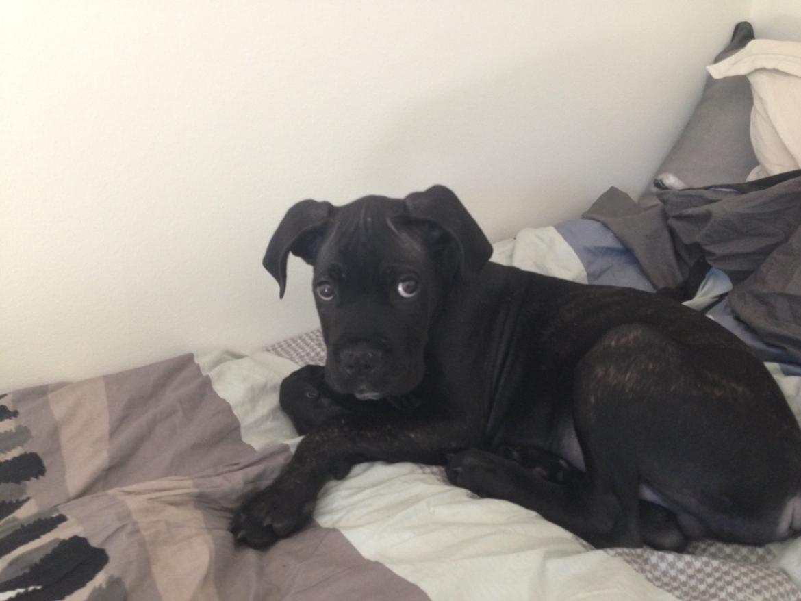 Cane corso Harley billede 2