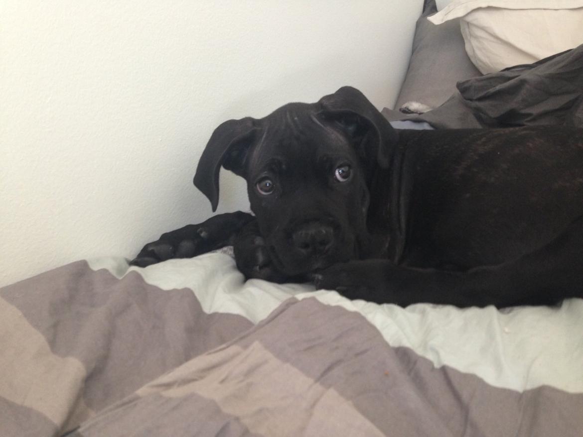 Cane corso Harley billede 7