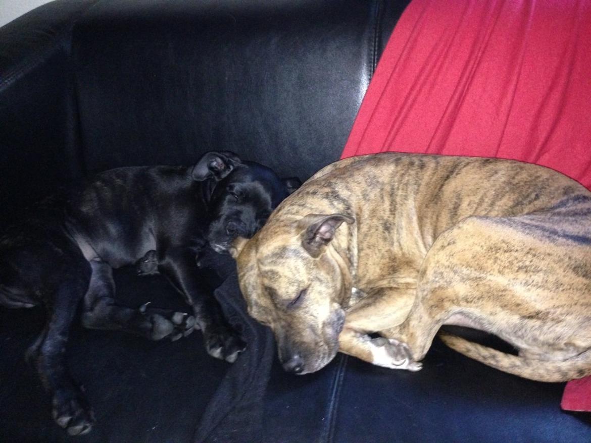 Cane corso Harley billede 10