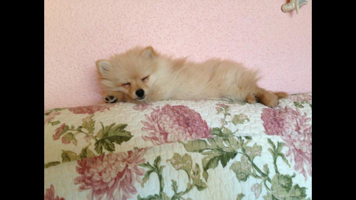 Pomeranian Topsy's Lasko billede 1