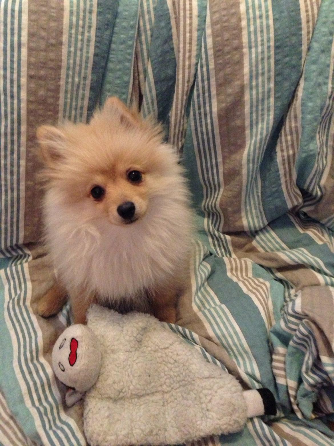 Pomeranian Topsy's Lasko billede 2