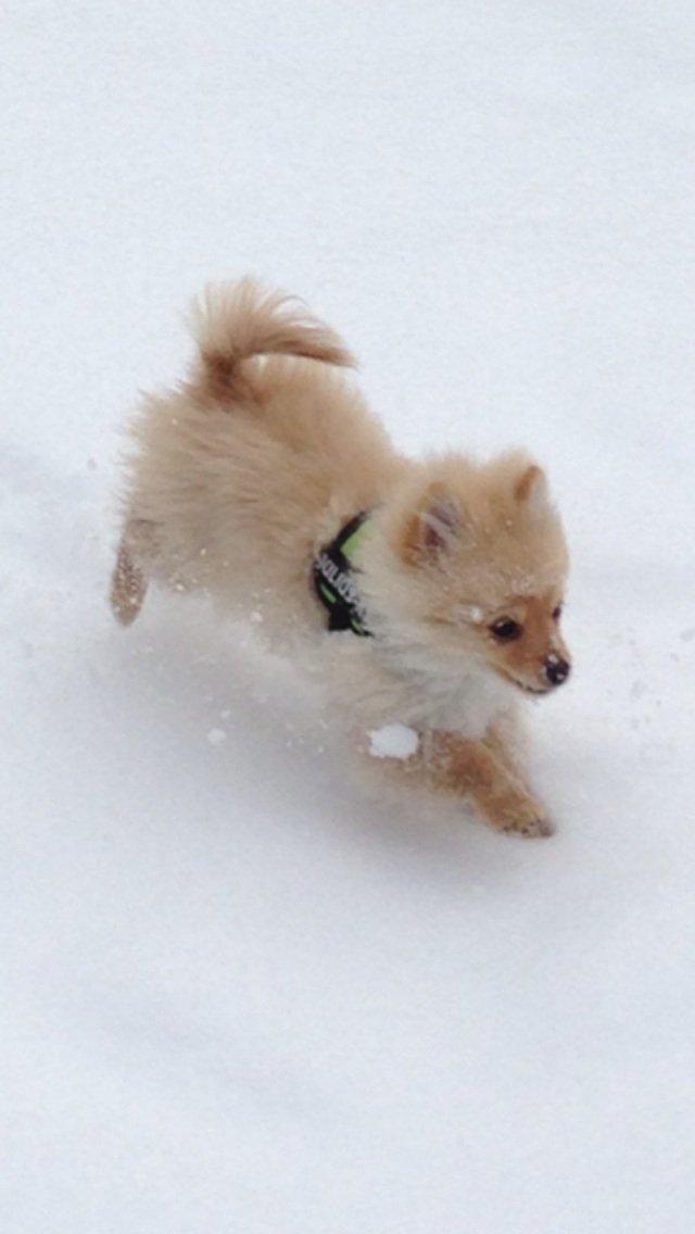 Pomeranian Topsy's Lasko billede 3