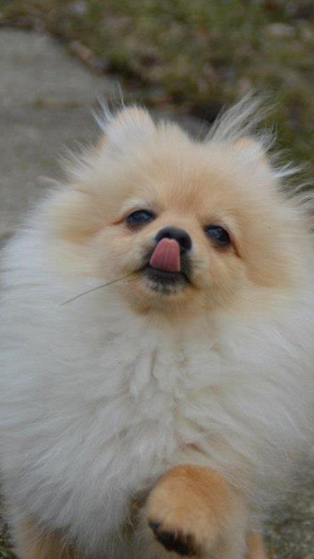 Pomeranian Topsy's Lasko billede 4