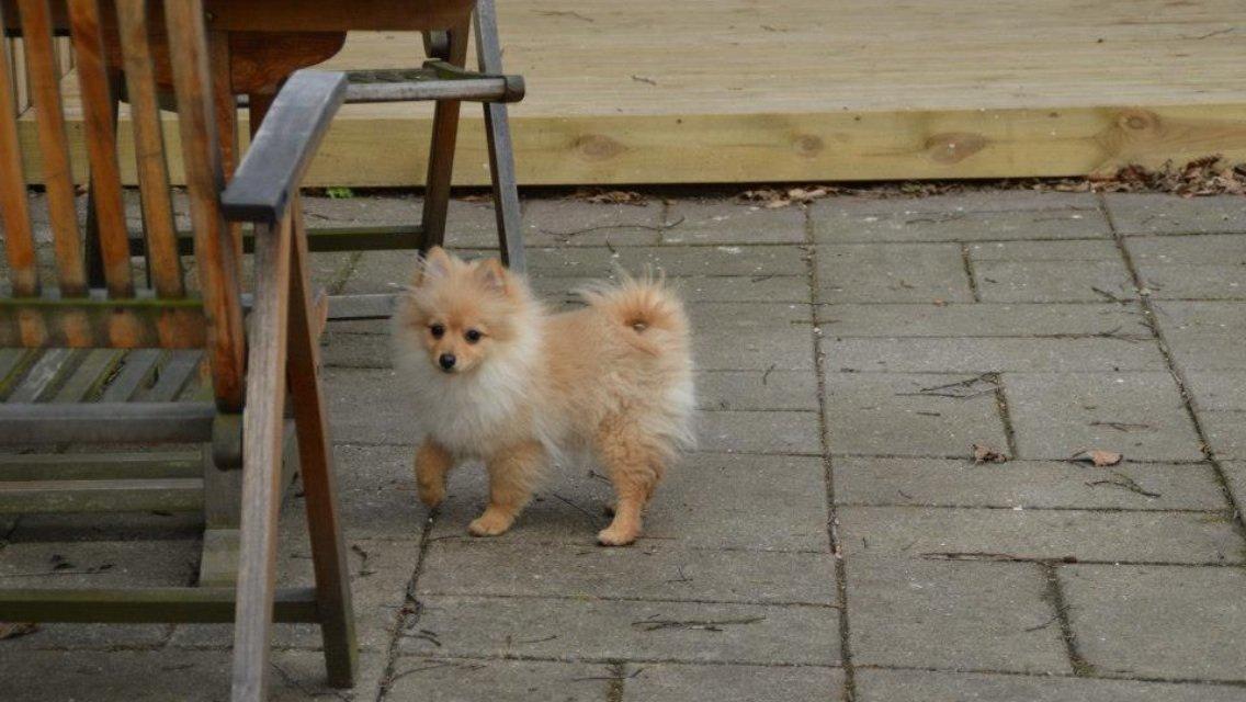 Pomeranian Topsy's Lasko billede 5