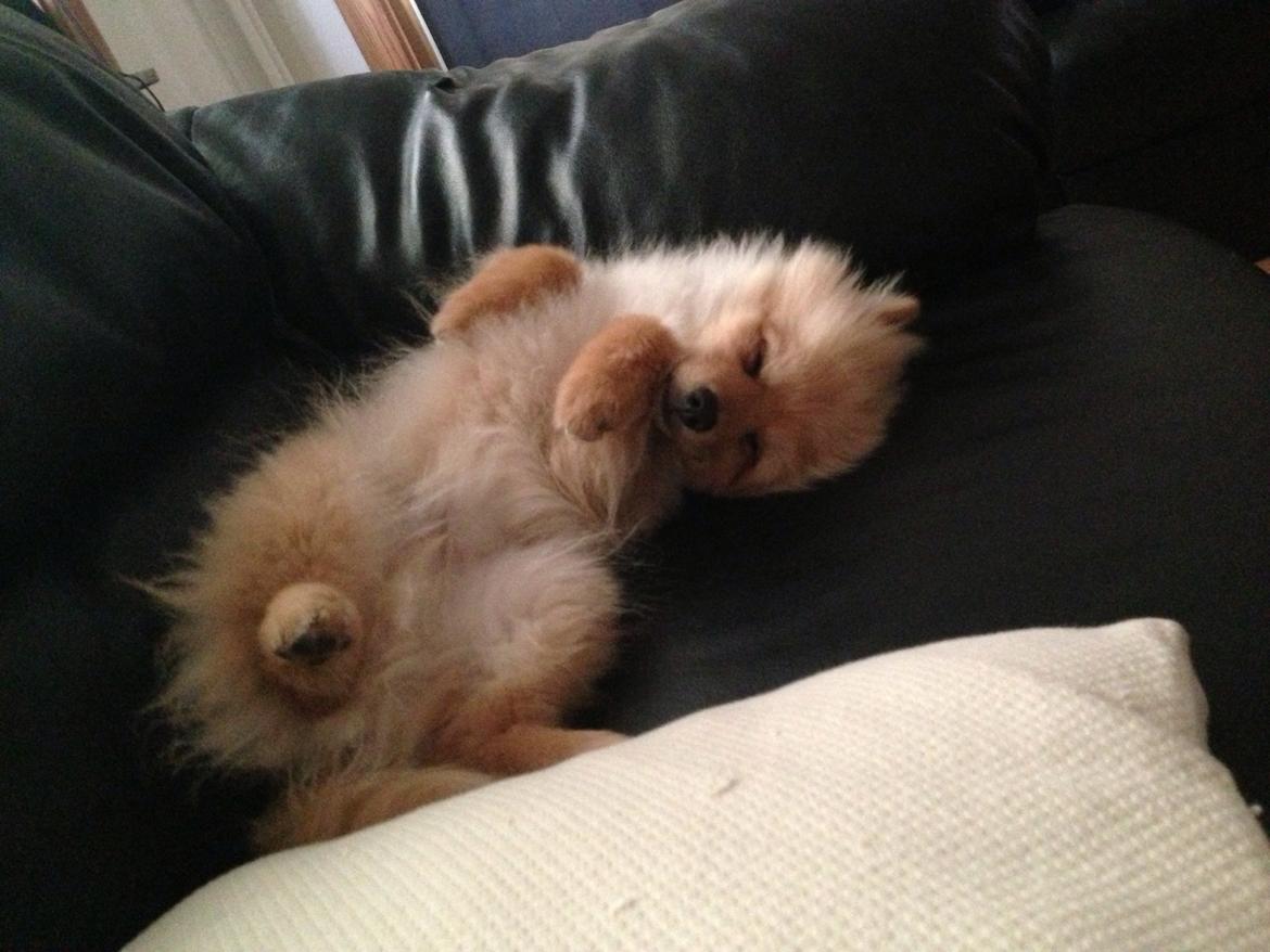 Pomeranian Topsy's Lasko billede 6