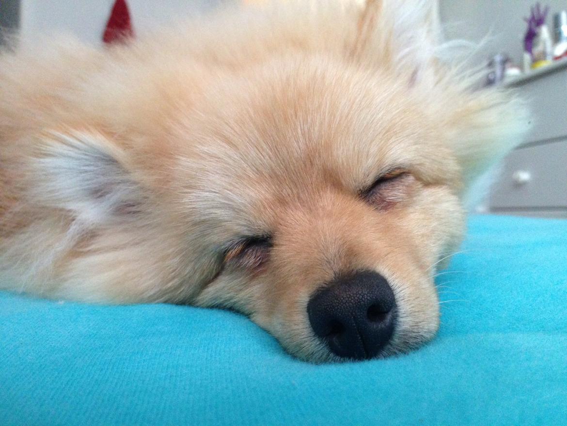 Pomeranian Topsy's Lasko billede 7