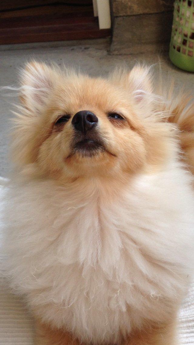 Pomeranian Topsy's Lasko billede 8