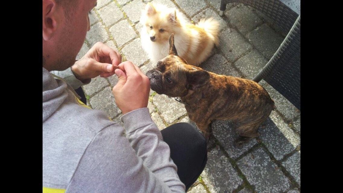 Pomeranian Topsy's Lasko billede 9