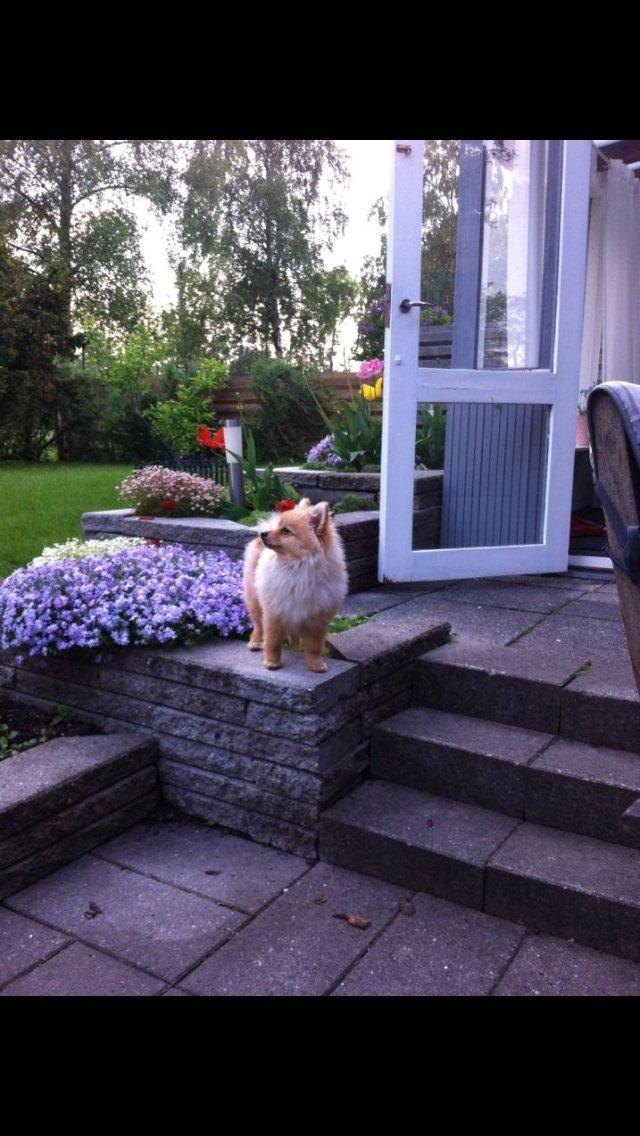 Pomeranian Topsy's Lasko billede 10
