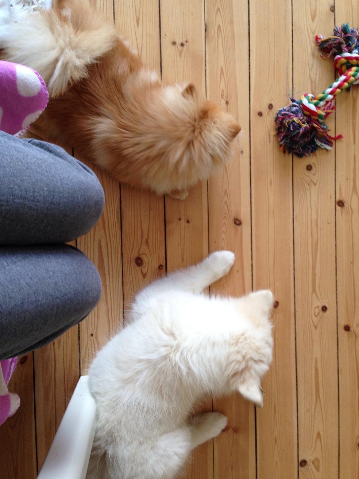 Pomeranian Topsy's Lasko billede 11