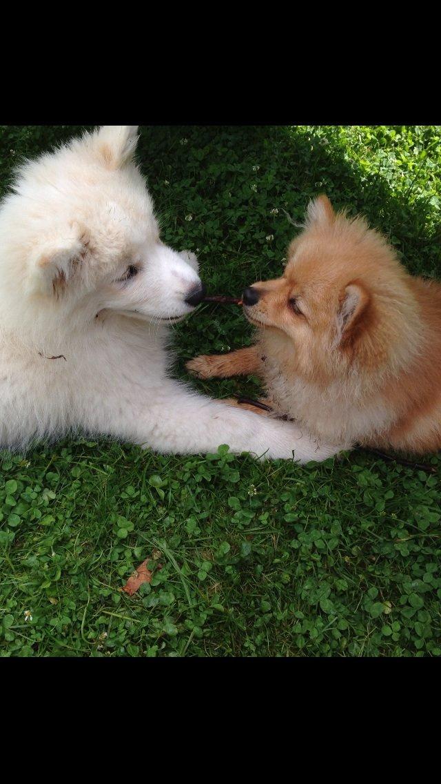 Pomeranian Topsy's Lasko billede 12