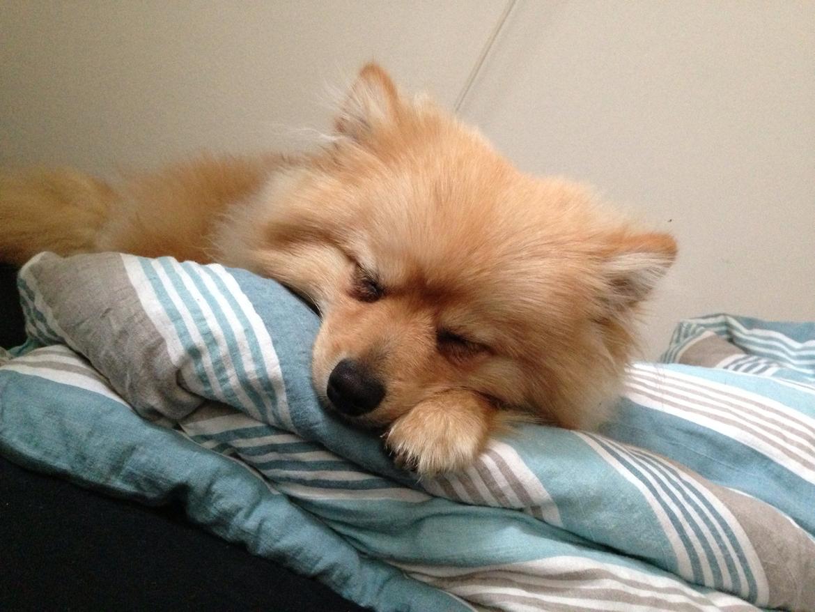 Pomeranian Topsy's Lasko billede 13