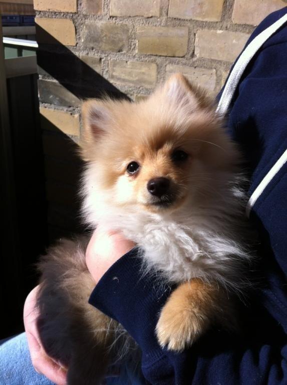 Pomeranian Topsy's Lasko billede 14