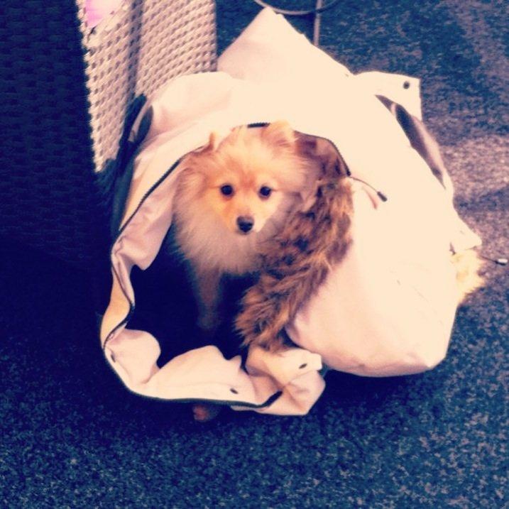 Pomeranian Topsy's Lasko billede 15