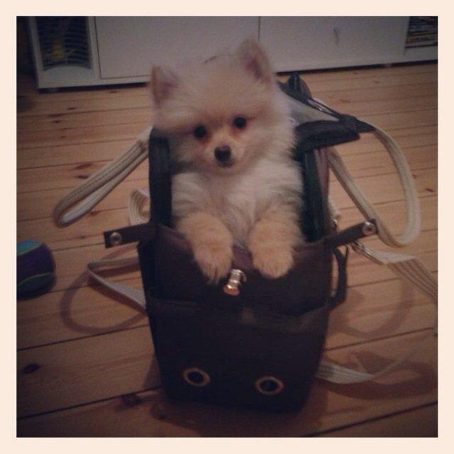 Pomeranian Topsy's Lasko billede 16