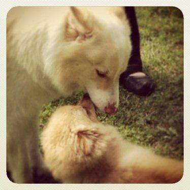 Pomeranian Topsy's Lasko billede 17