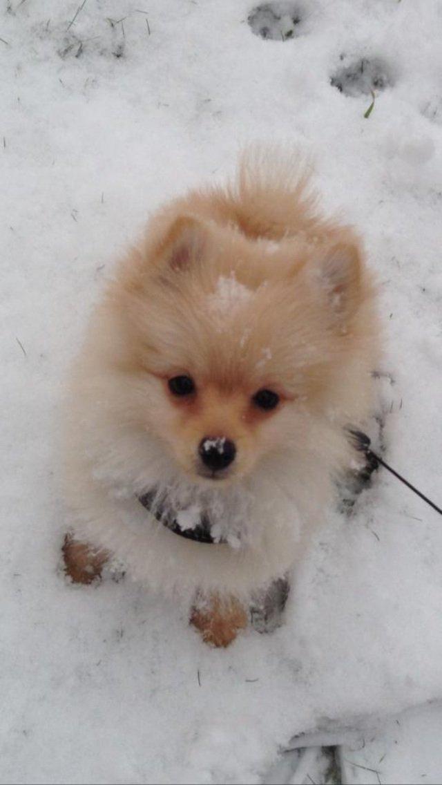 Pomeranian Topsy's Lasko billede 18