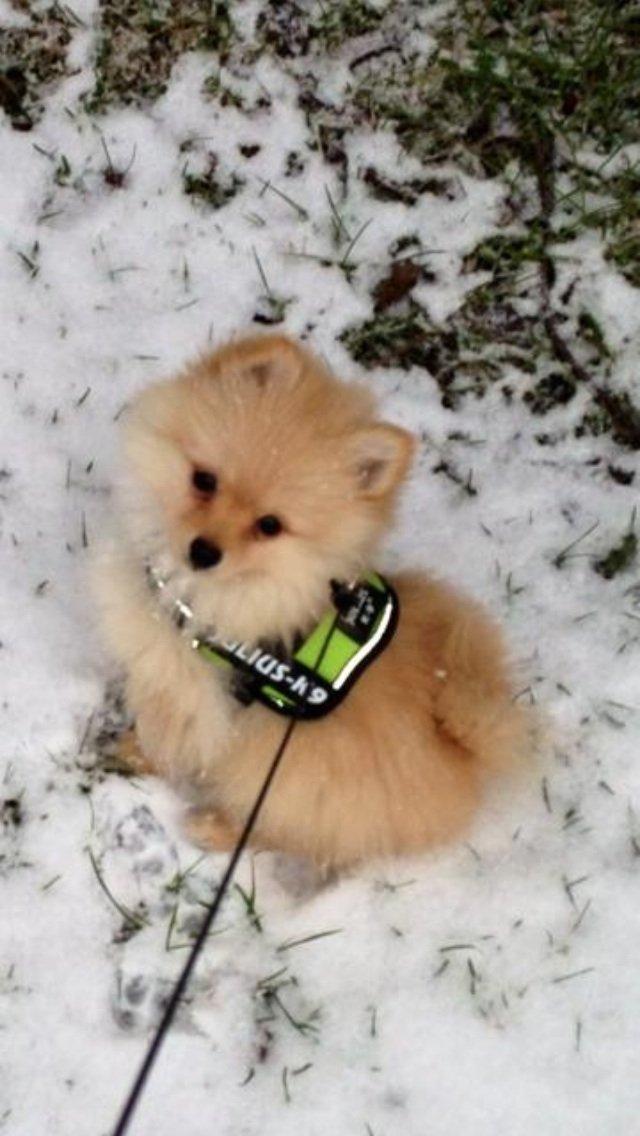 Pomeranian Topsy's Lasko billede 19