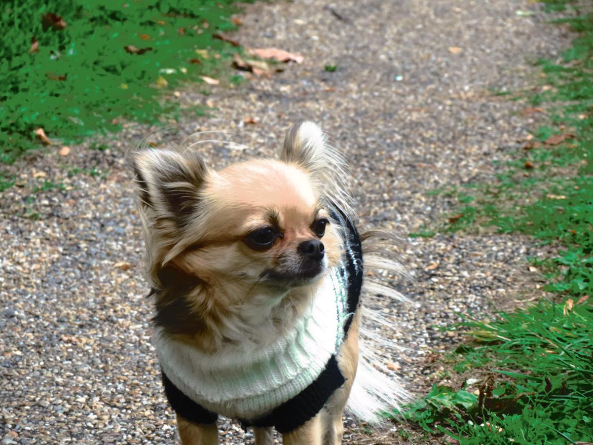 Chihuahua Gipsy billede 6