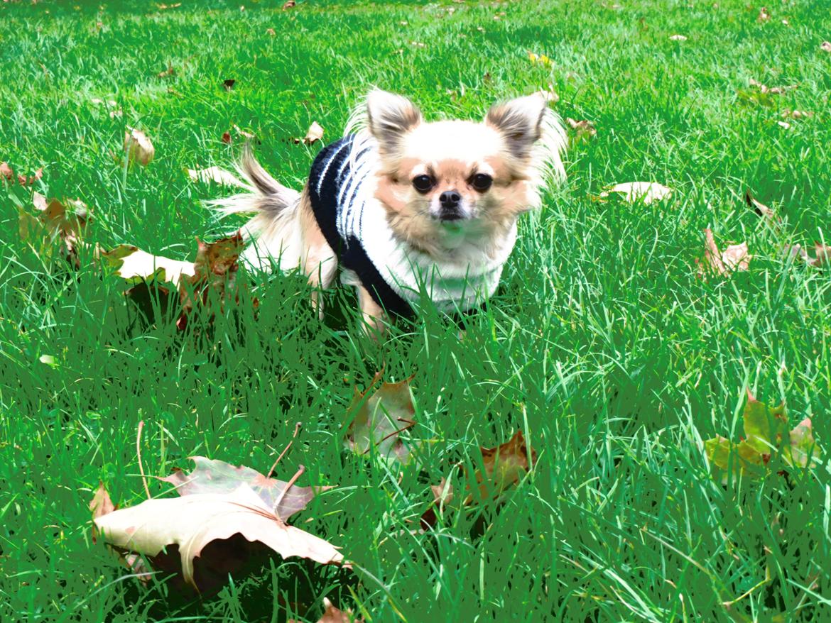 Chihuahua Gipsy billede 8