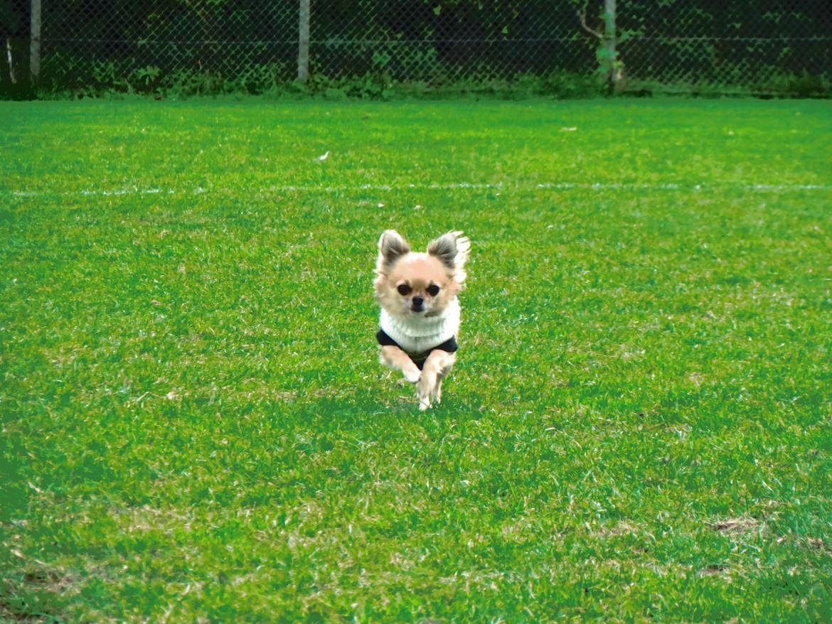 Chihuahua Gipsy billede 10