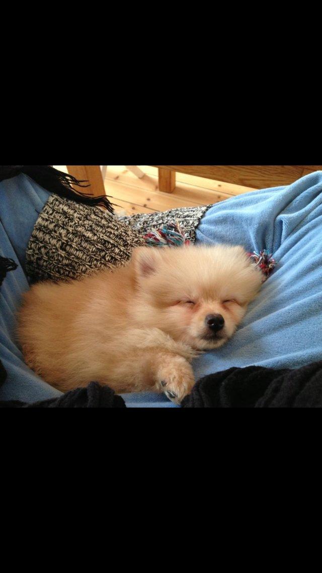 Pomeranian Topsy's Lasko billede 20