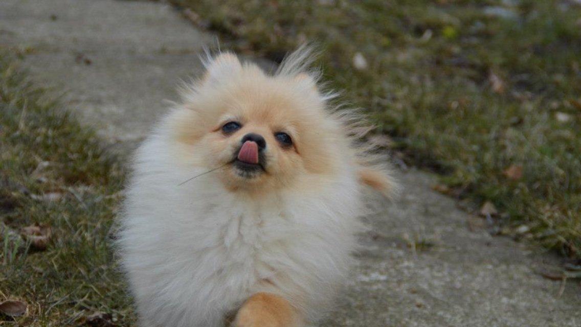 Pomeranian Topsy's Lasko billede 22