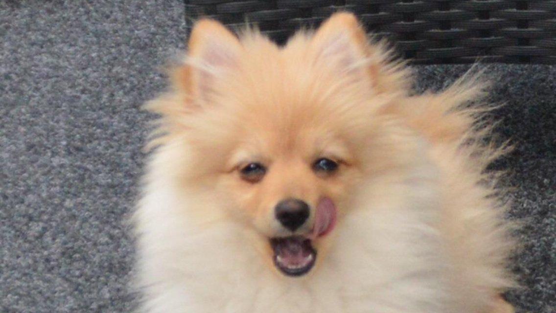 Pomeranian Topsy's Lasko billede 23