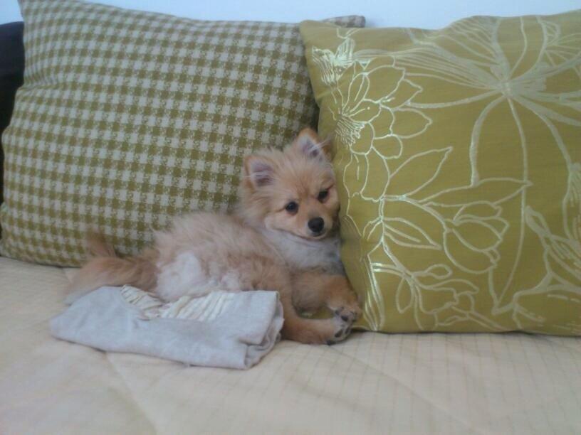 Pomeranian Topsy's Lasko billede 24
