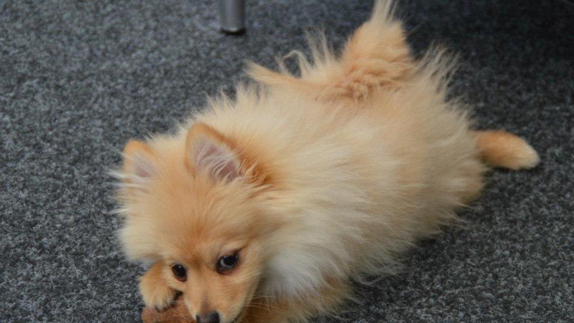 Pomeranian Topsy's Lasko billede 25
