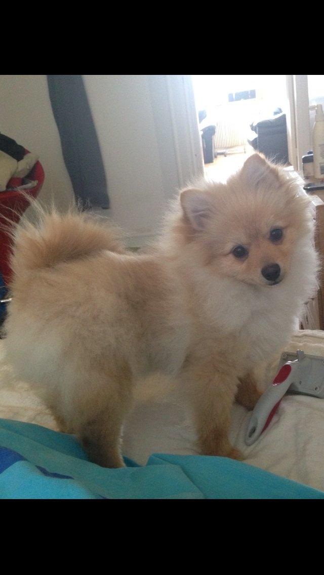 Pomeranian Topsy's Lasko billede 26