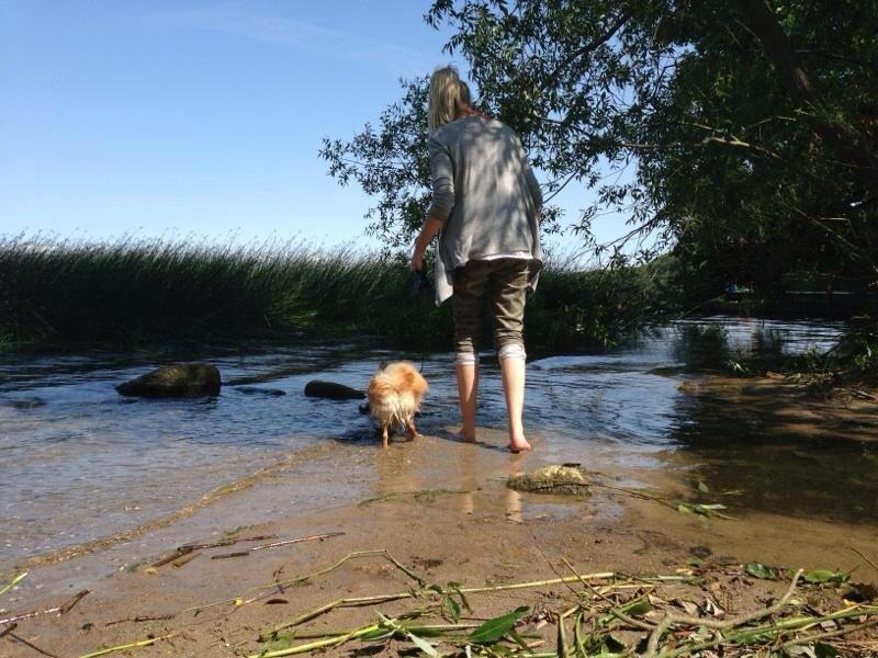 Pomeranian Topsy's Lasko billede 27