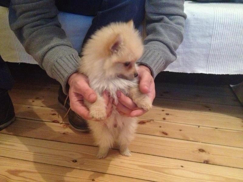 Pomeranian Topsy's Lasko billede 28