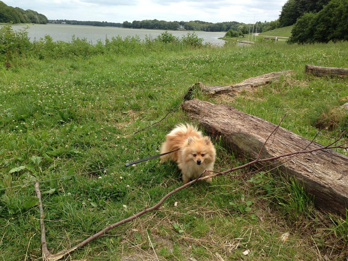Pomeranian Topsy's Lasko billede 29