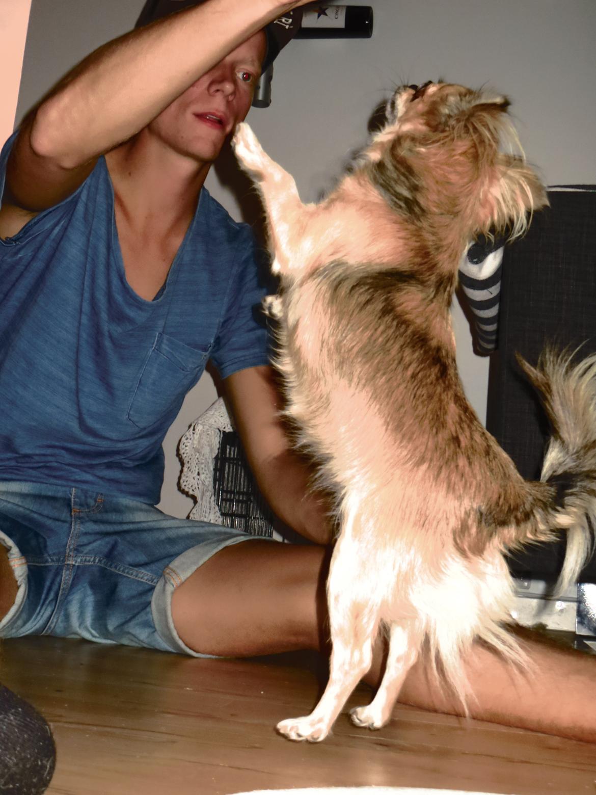 Chihuahua Gipsy billede 9